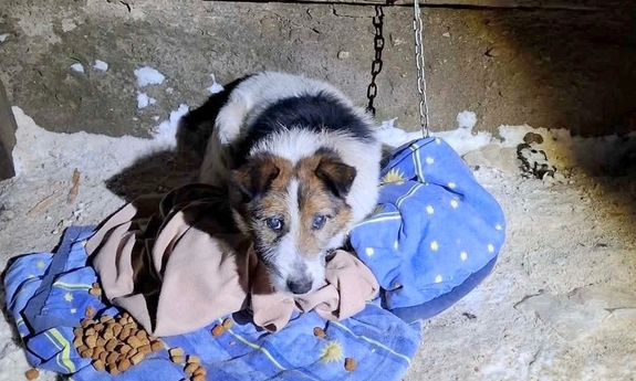 Odpowiedzą za znęcanie się nad zwierzętami