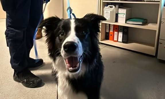 Znęcał się nad psem na oczach świadków. Zwierzę zostało odebrane, mężczyzna usłyszał zarzuty