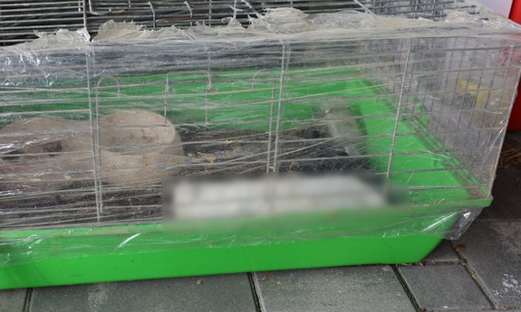 34-latek usłyszał zarzut znęcania się nad zwierzętami