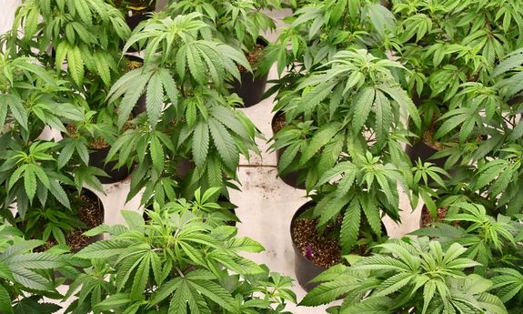 Realizacja stargardzkich kryminalnych i funkcjonariuszy CBŚP- przejęte ponad 4 kg marihuany i zlikwidowana plantacja konopi