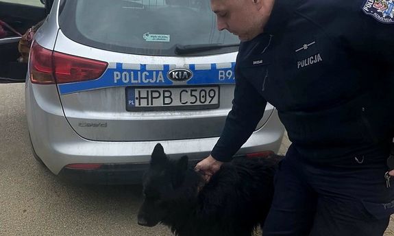 Policjanci z Jawora ruszyli na pomoc - dwa porzucone psy znalazły schronienie