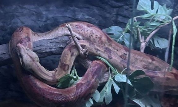 Sprzedawał węża - sprawa owinęła się wokół niego