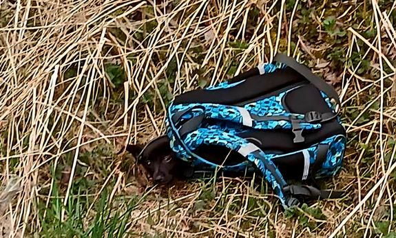 Porzucony w plecaku i skazany na cierpienie. Zatrzymana usłyszała zarzut