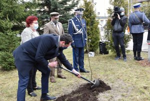 Uroczyste sadzenie dębu pamięci. Mężczyzna łopatą sypiący ziemie pod drzewko.