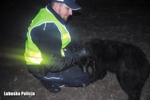 Owczarek niemiecki z policjantem