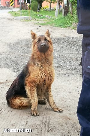 porzucony owczarek