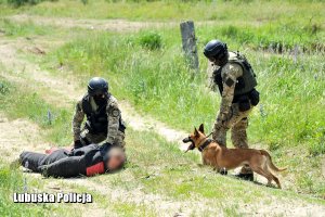 policjanci z psem zatrzymali podejrzanego