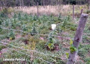 Plantacja krzewów konopi indyjskich ujawniona przez policjantów.