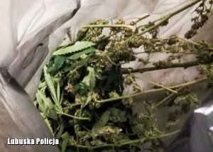 oględziny zabezpieczonych narkotyków