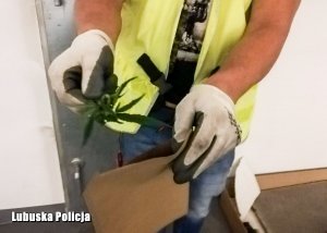 oględziny zabezpieczonych narkotyków