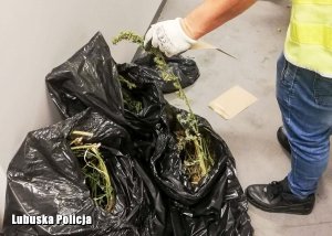 oględziny zabezpieczonych narkotyków