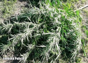 zabezpieczona marihuana
