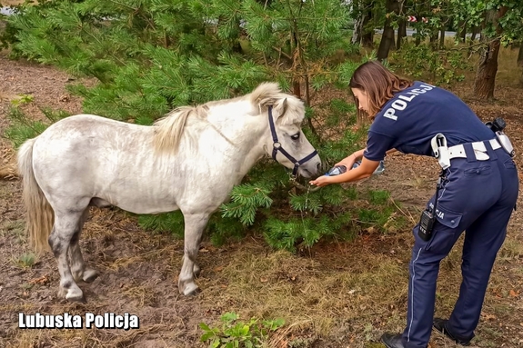 policjantka podaje wodę kucykowi