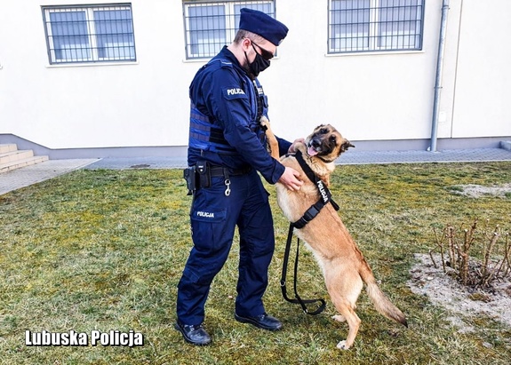 Umundurowany policjant z psem tropiącym.