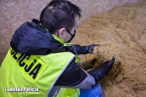 Policjant bierze do ręki liście krajanki tytoniowej.