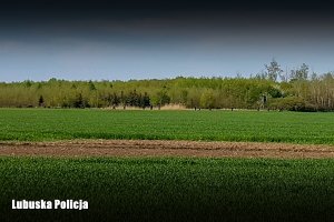 Funkcjonariusze przeczesujące pole podczas poszukiwań