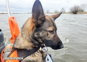Policyjny pies na pokładzie motorówki nad rzeką.