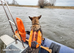 Policyjny pies na motorówce podczas działań poszukiwawczych.