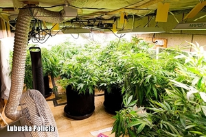 plantacja konopi indyjskiej