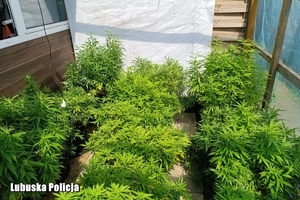 plantacja konopi indyjskiej