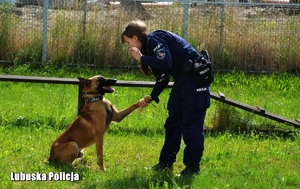 policjantka z psem