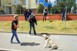 przewodnik prezentuje pokaz z psem. W oddali kyno terapeutka trzyma megafon i opowiada o pokazie. W oddali stoją przy płocie dwaj policjanci