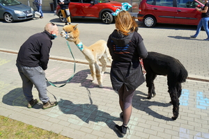 dwaj opiekunowie stoją obok swoich alpak