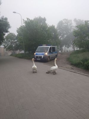 Radiowóz i stado łabędzi.