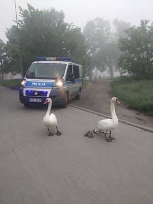Łabędzie przed radiowozem.