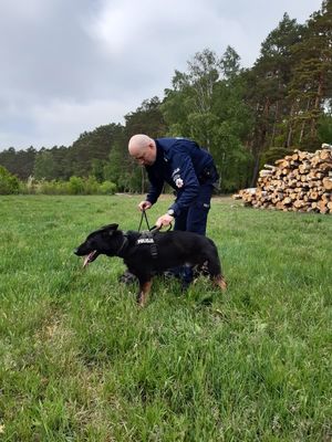 policjant prezentuje umiejętności psa służbowego