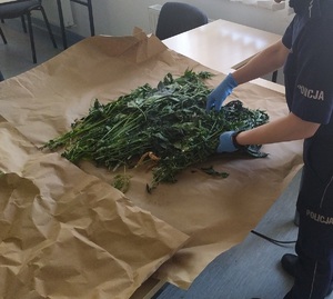 Ścięte rośliny leżą na stole, a trzyma je policjant