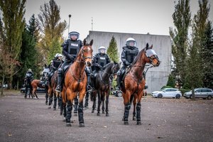 Konie służbowe podczas atestacji.