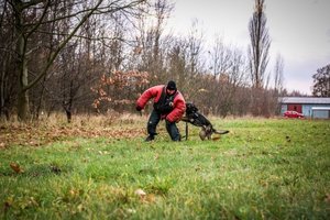 Pies policyjny wraz z przewodnikiem i z pozorantem.