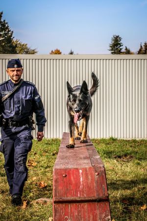 Policjant ze swoim psem służbowym, który idzie po przeszkodzie.