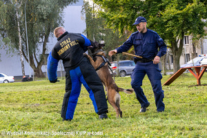 Szkolenie psów służbowych, pies atakuje bandytę, obok policjant.