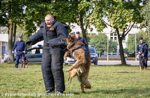 Szkolenie psów służbowych, pies atakuje bandytę.