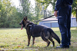 pies policyjny, obok policjant.