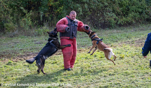 Szkolenie psów służbowych, psy atakują bandytę.