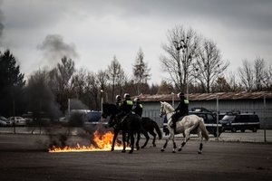 Policyjne konie.