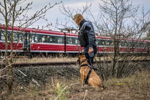 policyjny pies z przewodnikiem sprawdzają pociąg - ćwiczenia