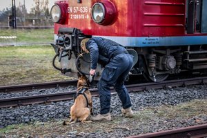 policyjny pies z przewodnikiem sprawdzają pociąg - ćwiczenia