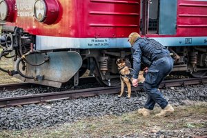 policyjny pies z przewodnikiem sprawdzają pociąg - ćwiczenia