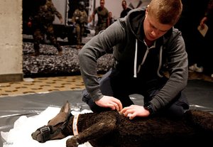 Zdjęcie przedstawia uczestnika szkolenia w trakcie działań prowadzonych na fantomowym modelu psa.