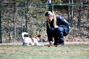 Zdjęcie przedstawia małego psa policyjnego o białym umaszczeniu trenującego wraz z opiekunką, policjantką.