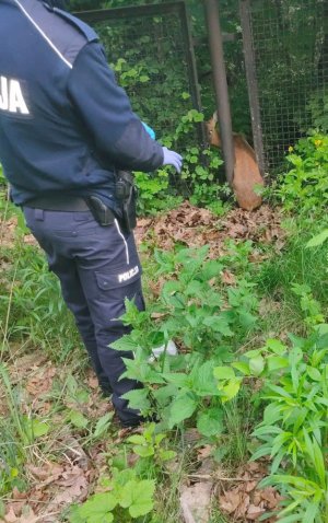 Umundurowany policjant stojący obok sarny