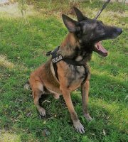 Policyjny pies patrolowo-tropiący Ibed