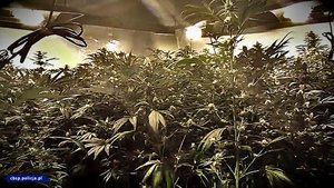 ujawniona plantacja i inne przedmioty