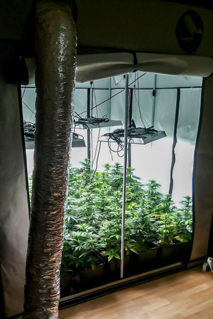 Namiot z sadzonkami konopi, instalacją elektryczną i oświetleniem.