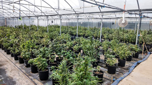plantacja konopi i pakunki z marihuaną