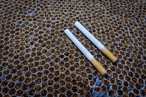 Dwa papierosy leżące w kartonie wypełnionym setkami sztuk papierosów.